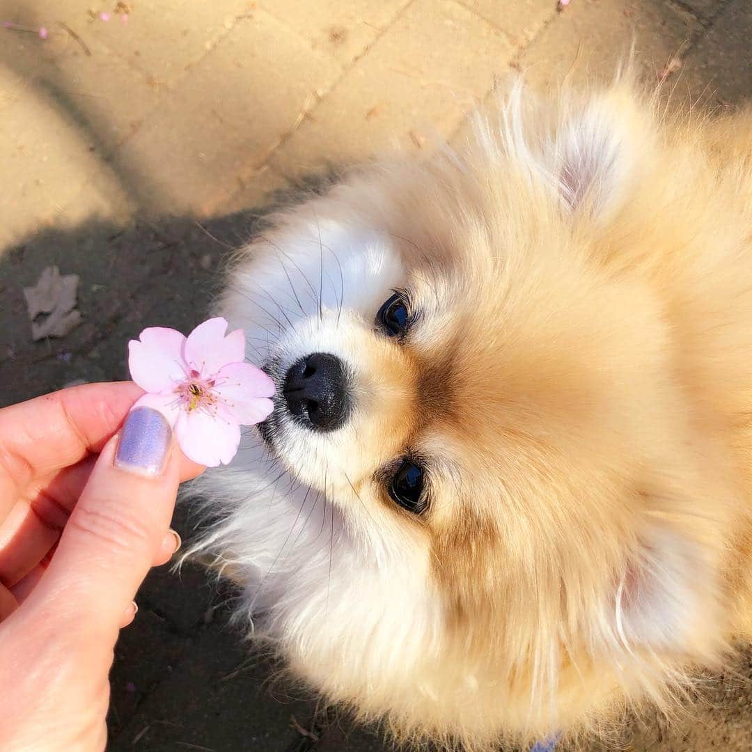 とよた真帆さんのインスタグラム写真 - (とよた真帆Instagram)「綺麗な形の花びらが落ちていたのでぱるるに見せてあげました🌸  #桜 #犬 #はじめまして #dog #flower #cherryblossom #保護犬 #pomeranian #ぱるる」3月13日 18時59分 - maho_toyota
