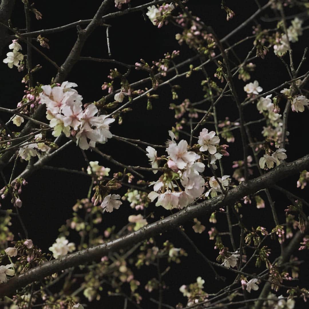 若月彩子のインスタグラム：「お散歩途中に🌸 #さくら#鎌倉の桜#お散歩#鎌倉散歩#段葛#段葛の桜」