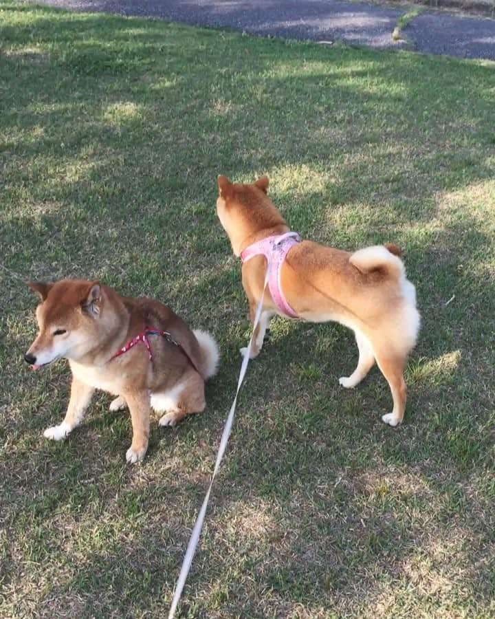 マロたんのインスタグラム：「My friend passed away recently. さっちゃんが亡くなりました。15歳10ヶ月。最期まで強くてかっこよくて頑張り屋さんの可愛いさっちゃんでした。 さっちゃんに出会えて幸せです。さっちゃんは、マロたんにとって親友と言うよりお母さんみたいな存在でした。  #bestfriendforever」