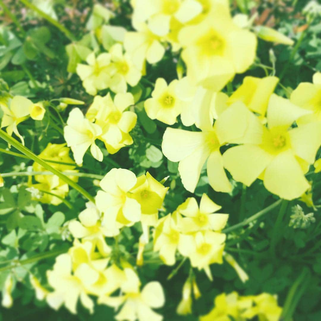 中野敬久さんのインスタグラム写真 - (中野敬久Instagram)「#flowers #flowersoflife #yellow #love」3月14日 8時33分 - hirohisanakano