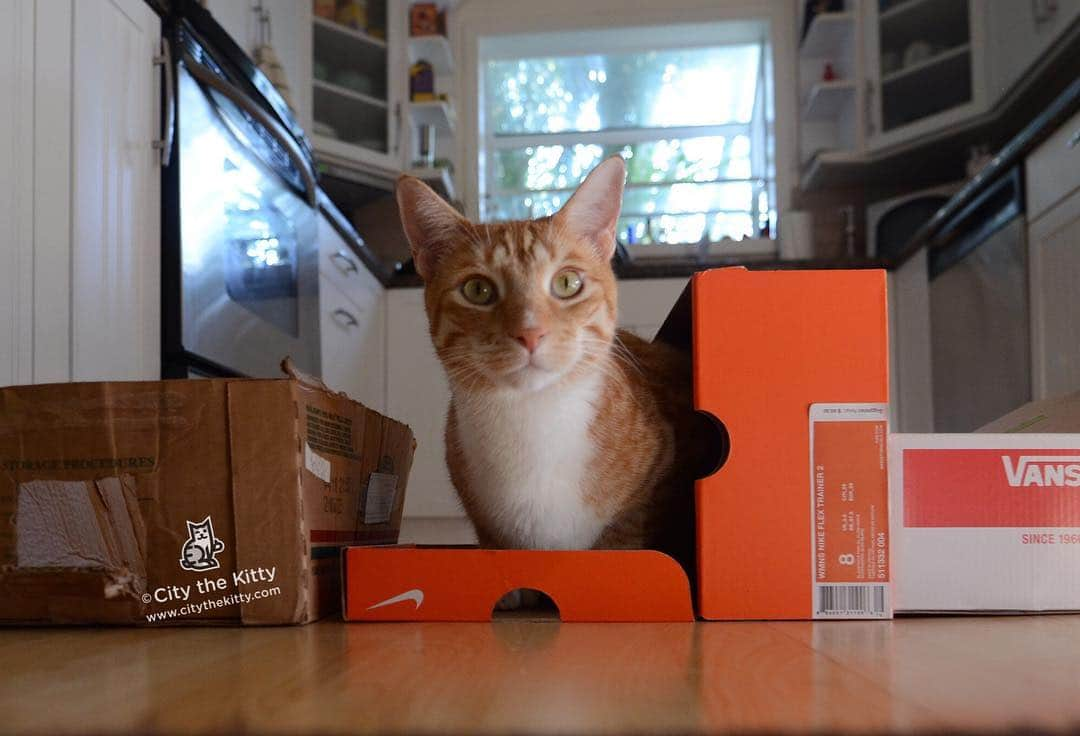 City the Kittyさんのインスタグラム写真 - (City the KittyInstagram)「So many choices. 😺 #catinabox #pawsneedclaws  www.citythekitty.org」3月14日 0時30分 - citythekitty