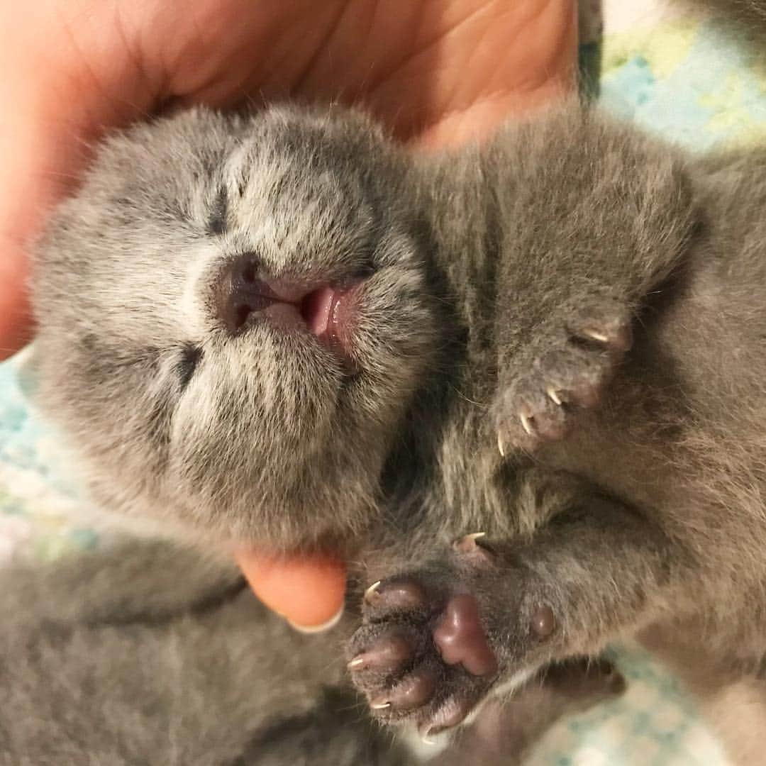 minik_catsのインスタグラム：「Hi guys 🤩🐾 #cat #cats #catsofinstagram #catstagram #catslover #cats_of_day #cats_of_instworld #instagram #instacat #scottishfold #kitten #kittens #birman #britishshorthair #catloversclub」