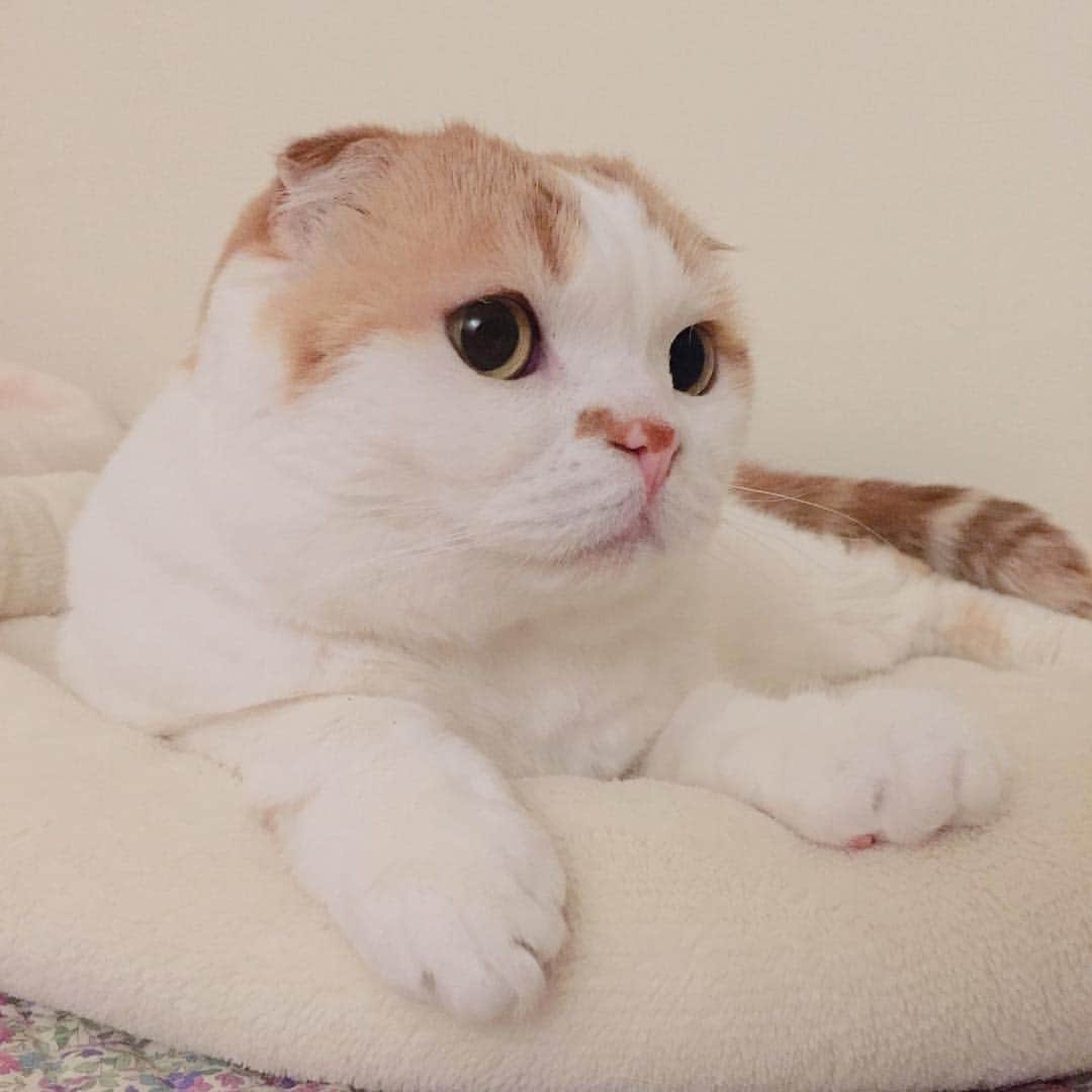 のインスタグラム：「眠れないよーるー、君のせいだよーほほー (イビキがすごい) 耳たぶが〜〜(小さい) ▷ 英語版の歌詞には耳たぶが出てこないんですね。RASMUS FABERのが好きです♡ "My First Kiss"」