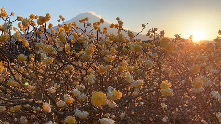 のインスタグラム：「. 🤩🤩“Shizuoka” prefecture in Japan is a place where you can see the most “phantastic” Mt. Fuji🗻 in the world.🤩 #富士山 #mtfuji #japan #shizuoka #fujinomiya  #phantastic420photography #mostphantasticmtfuji #selamatpagi  #goodmorning  #おはようございます 😇😇😇😇😇😇😇🗻😇😇 5時にはここに着きたいのですが何故か起きると5時なんですよねぇ〜🤣家からは5分くらいなんですけど、なんだかんだで日の出時間になってしまうんですよねぇ〜🤣う〜ん困った🤣」