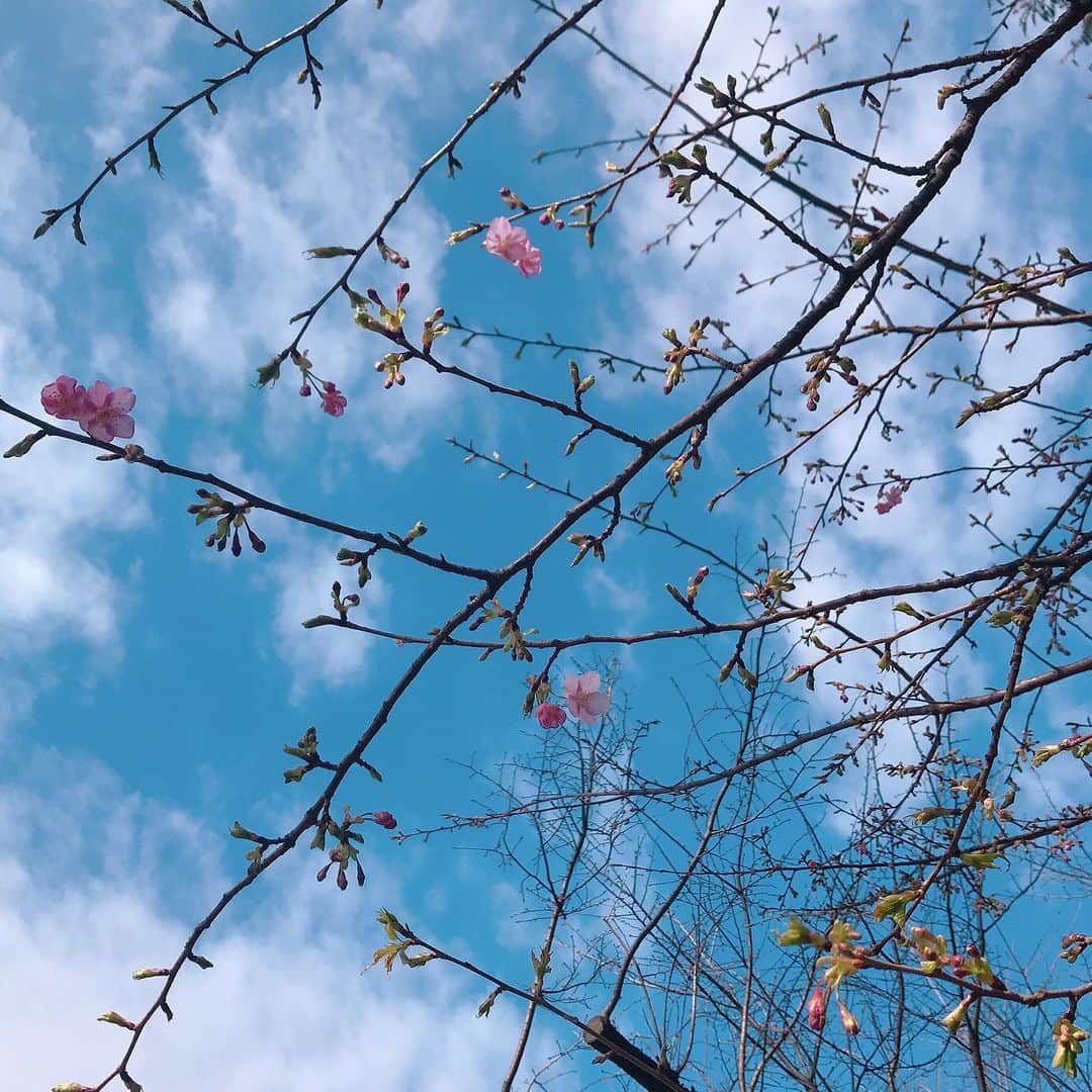 元井美貴さんのインスタグラム写真 - (元井美貴Instagram)「走りに行ったら河津桜が咲いてました🌸春が来ますね〜☺️来週にかけて気温の高い状態が続きそうです #河津桜」2月18日 15時45分 - mikimotoi