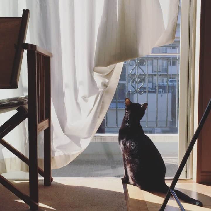 anemone_69のインスタグラム：「☀︎ 今日は風も穏やかで暖か◡̈⃝ . 全身で春を感じようとする？ キョウジュくん笑 . . #窓辺のハカセとキョウジュ #ハカセとキョウジュ #ハカセとキョウジュmovie #blackcat #黒猫 #cat #猫 #猫動画 #猫ムービー . .」