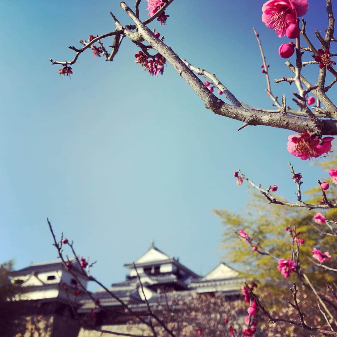 のインスタグラム：「4/18@下北沢Que  5/9@松山Double-u studio  4月は恥ずかしながら私の誕生日イベントです。 そして一色の三回忌に故郷でつばきフレンズワンマンをやります。  よろしくお願いします。 https://tsubaki-net.com/schedule.html  半年ぶりの松山は、梅が咲きはじめていました。」
