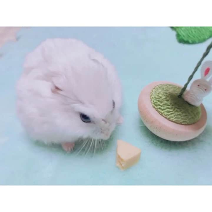 白戸遥のインスタグラム：「おもちたん🐹ずっと横でチーズたべてて毛ずくろいしてやっと気づいたやつ🙊 えっ！？なにこれぇ～？？ #hamster #hamstagram #hammy  #dwarfhamster #hamstergram #petstagram #fluffy#smallanimal#hamsterlife #hamsterlove  #ハムスター部 #ハムスタグラム #ハムスター #はむすたぐらむ #햄스터 #仓鼠的日常 #仓鼠  #白戸家 #はるちゃん  #かわいい  #followｍe #ハムスター好きな人と繋がりたい #ハムスターのいる生活  #おもち #おうち #お気に入り#くしくし」