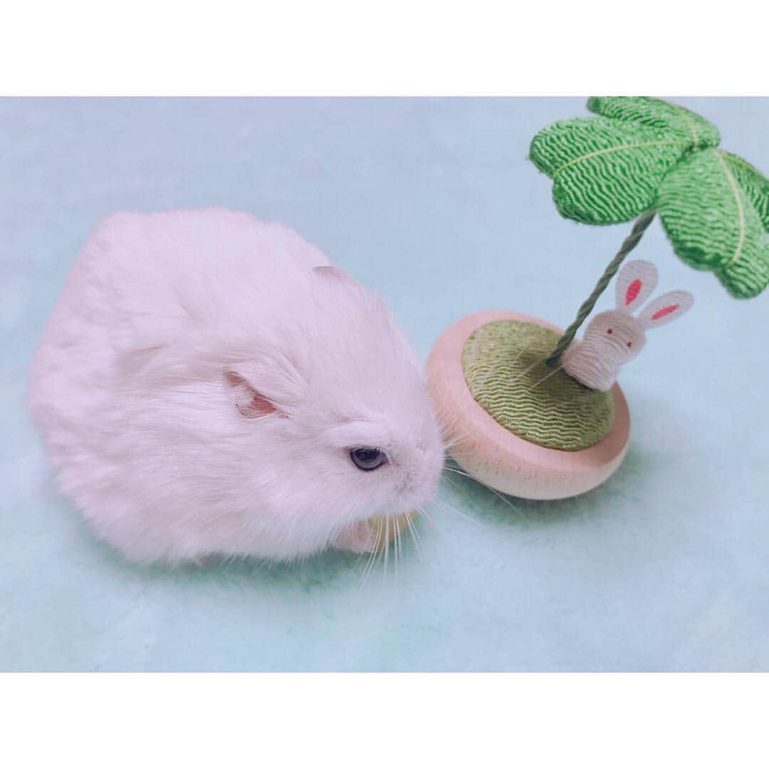 白戸遥のインスタグラム：「おもち🐹のこのもふもふ感がすき💕 そこにいるだけで癒される🙊 #hamster #hamstagram #hammy  #dwarfhamster #hamstergram #petstagram #fluffy#smallanimal#hamsterlife #hamsterlove  #ハムスター部 #ハムスタグラム #ハムスター #はむすたぐらむ #햄스터 #仓鼠的日常 #仓鼠  #白戸家 #はるちゃん  #かわいい  #followｍe #ハムスター好きな人と繋がりたい #ハムスターのいる生活  #おもち #おうち #お気に入り#ふわふわ #もふもふ #おみやげ #うさぎ」