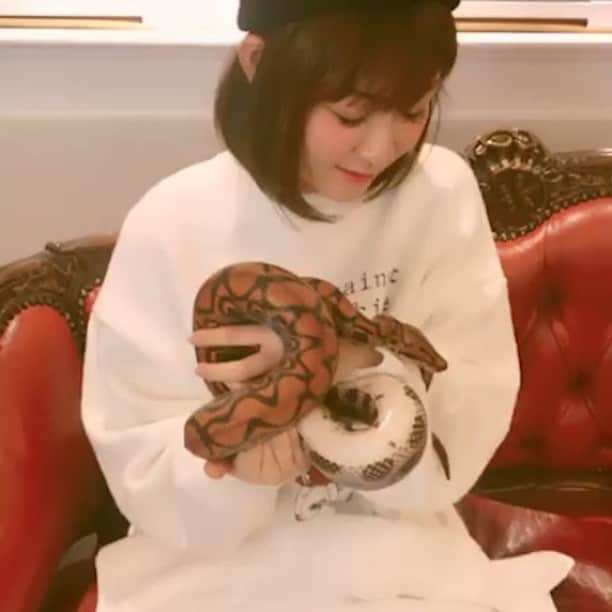 ヒラヤマンのインスタグラム：「なるちゃんとくるみんと蛇カフェ行ってきた♡ 大好きな蛇とらぶらぶできて幸せやったー♡ やっぱ蛇だな！だな！今度おねえとも行こう(^ ^) #東京スネークセンター #可愛かった #蛇 #飼いたい」