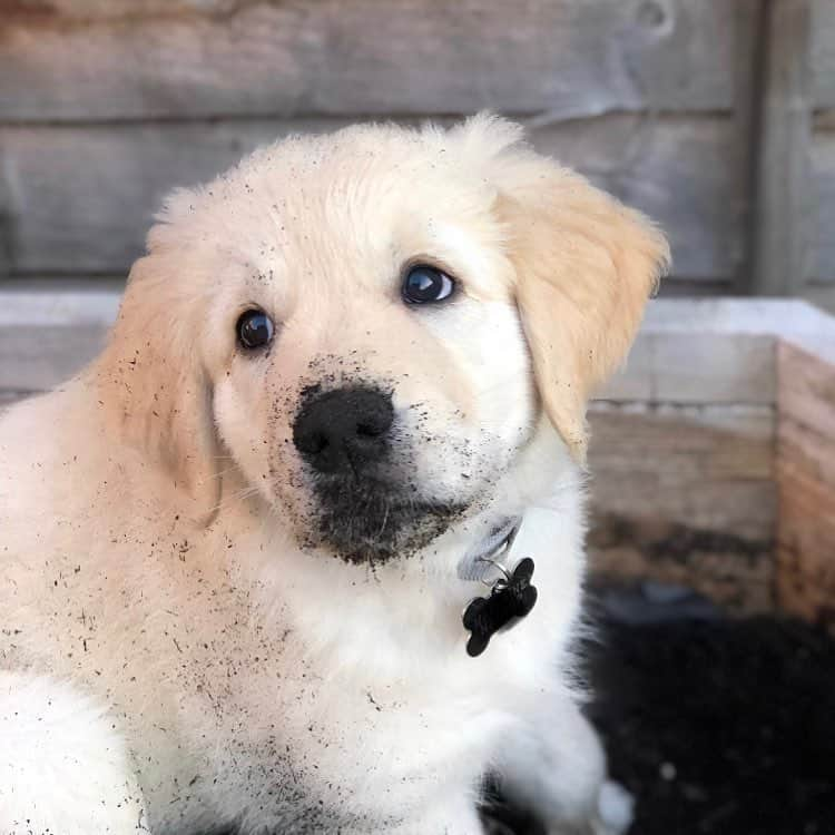 Bombastic Bengalsのインスタグラム：「Burr found the plant pot 🙈 . . . . . #ilovegolden_retrievers #petstagram #goldenretriever #goldenretrievers #dogsofinstagram #dogstagram #retrieversofinstagram」