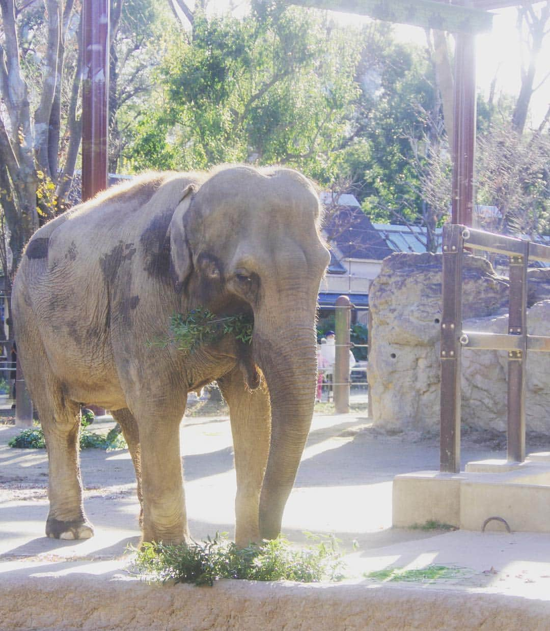 高橋優太のインスタグラム：「◆撮影データ更新◆ ゾウさん🐘 むしゃむしゃしていますね😌 優しい目が好きです☺️ #象 #ゾウさん #ファインダー越しの私の世界 #animal #癒し #カメラ好きな人と繋がりたい #カメラ男子 #fhotografer」