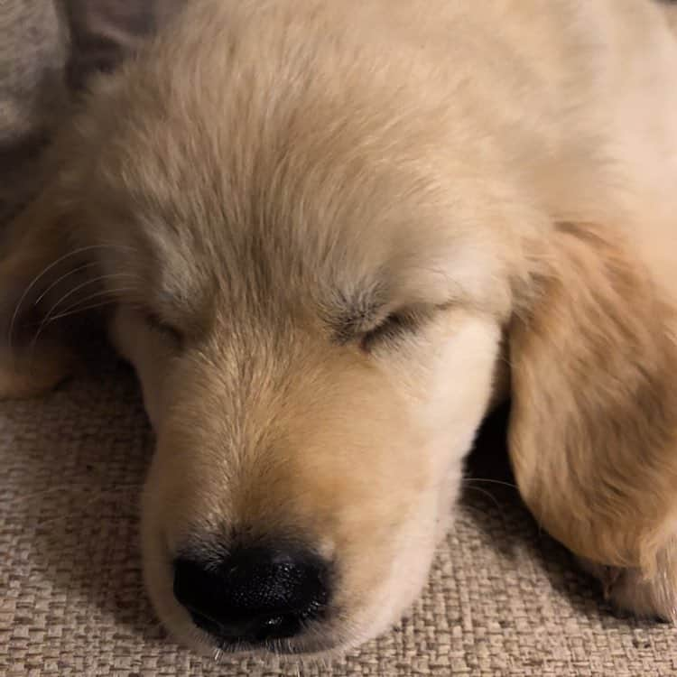 Bombastic Bengalsのインスタグラム：「Night night 💤 . . . . . . #ilovegolden_retrievers #petstagram #goldenretriever #goldenretrievers #dogsofinstagram #dogstagram #retrieversofinstagram」