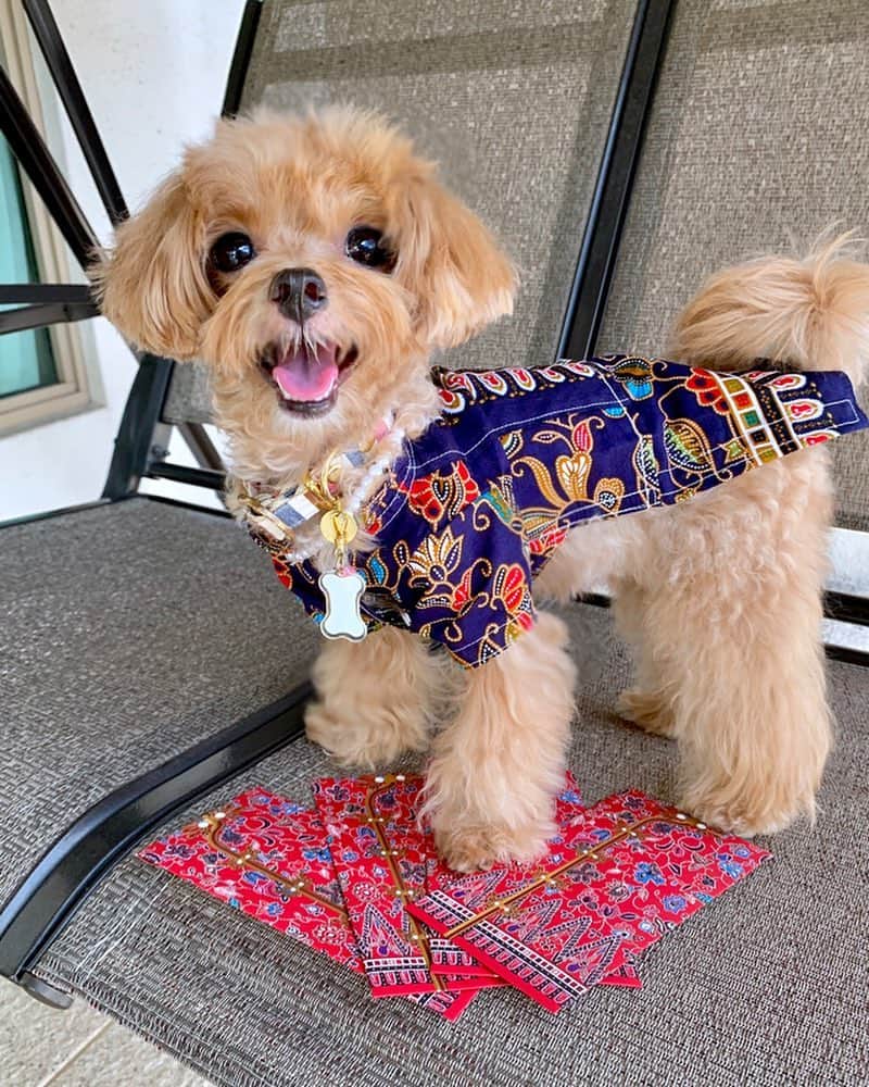 Ⓜ️їк◎ みこ 미코 ? Dogsさんのインスタグラム写真 - (Ⓜ️їк◎ みこ 미코 ? DogsInstagram)「Matching red packets 🧧 with outfit 👕😃 ☆〜（ゝ。∂） Happy last day of CNY 🍊 元宵节快乐 🐽 원소절의 즐거움 🎎  元宵節の楽しみ 🏮 . #정월대보름 #원소절 #元宵节 ٩(๑′∀ ‵๑)۶•*¨*•.¸¸♪ 📆〔19Feb2019〕 . #maltipoosofinstagram #barkhappy #maltipoo #maltese #toypoodle #ワンコ #わんこ #犬 #いぬ #トイプードル #dogsoftheday #poodlesofficial #poodle #puppylove #petfancy#furball #sgpet #poodleclub #poodleclubsg #furbabies #furballs #fluffypack #puppiesforall #pawsomepoodles #singaporedogs #개 #푸들」2月19日 19時16分 - preciousmiko