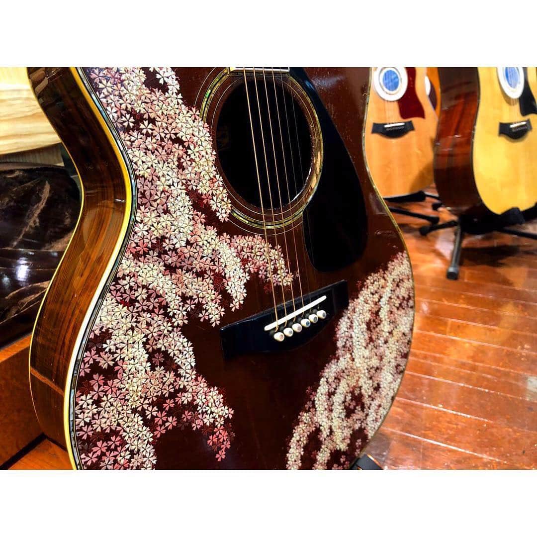山野楽器さんのインスタグラム写真 - (山野楽器Instagram)「. デビュー50周年記念✨ #南こうせつ さんご本人の愛用ギターを 銀座本店1Fと4Fにて、2/25(月)まで特別展示中🌸 . こちらのモデルは、YAMAHA Kohsetsu.M Special Guitar S-51 桜(1980年)🌸 素敵🥺🌸 . . #YAMAHA #guitar #guitars #acoustic #acousticguitar #guitarlove #music #goodmusic #yamanomusic #guitarshop #guitarstore  #guitarfloor #tokyo #ギター #ヤマハ #アコギ #山野楽器 #音楽 #楽器 #音楽好きな人と繋がりたい #楽器好きな人と繋がりたい」2月19日 19時42分 - yamano_music