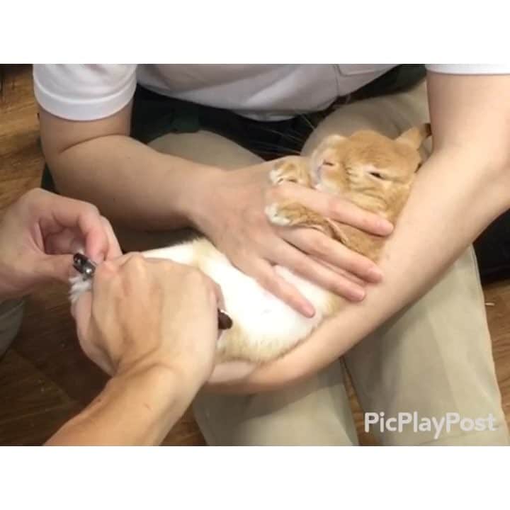 のインスタグラム：「* * 爪切り中、 かわいいお姉さんにトントンされて あっという間に眠っちゃったまるるん🐰💤 お姉さんの魔法の手私も欲しい❤️ あ、手のせいじゃなくて若さか…💦 * 最後まで見てねw * * #うさぎ#ネザーランドドワーフ#ふわもこ部#rabbit#lapin#cutepetclub#WeeklyFluff #bunnystagram#rabbitstagram#instapet #爪切り  #20190219」