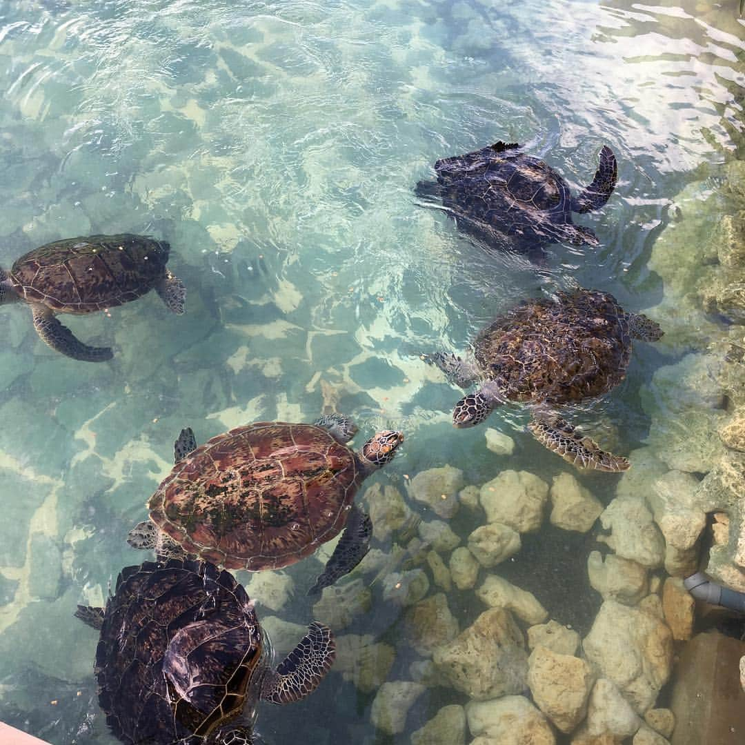 珠洲春希さんのインスタグラム写真 - (珠洲春希Instagram)「🏝🐠🐚😆✨✨❤️ 2年振りのお休み✨」2月19日 14時30分 - harukisuzu54