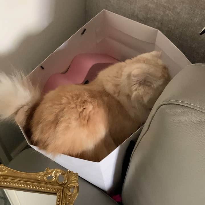 チャン・チュンニンのインスタグラム：「👩🏻‍🦰:娜娜 你在幹嘛？ 🐈：喵～ - 這小鬼超可愛 很喜歡自己去翻玩具」