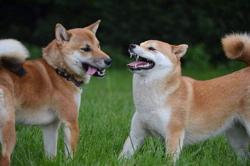 じぇっとさんのインスタグラム：「happy #tongueouttuesday 👅 w/ friends💕」