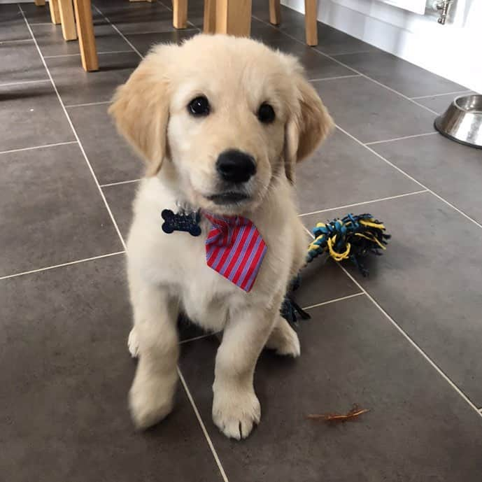 Bombastic Bengalsのインスタグラム：「We couldn’t resist! 😍 . . . . . #ilovegolden_retrievers #petstagram #goldenretriever #goldenretrievers #dogsofinstagram #dogstagram #retrieversofinstagram」