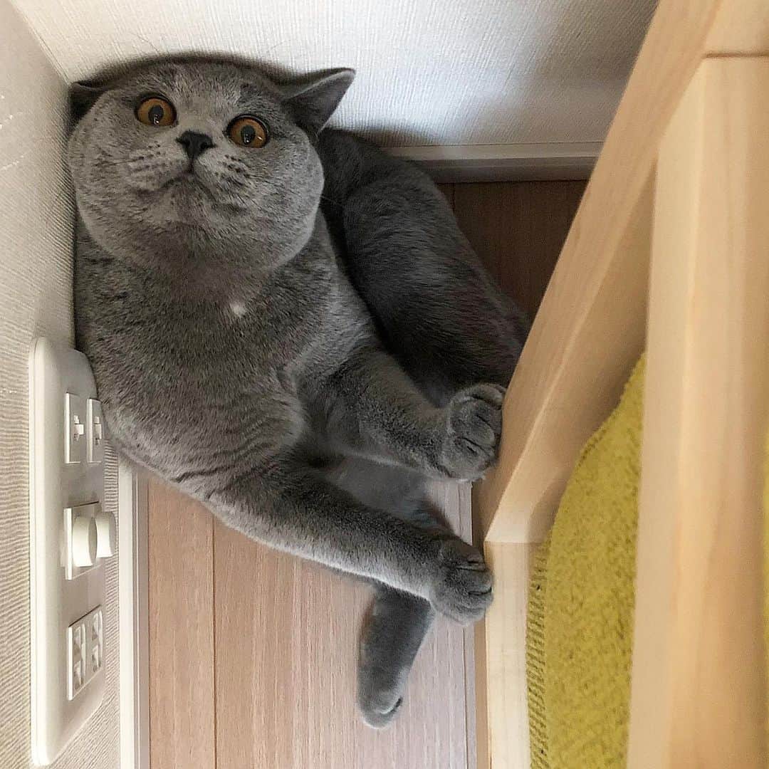 のインスタグラム：「☺︎ ただいまー 。 。 。 いないと思ったら安定のポジション . #britishshorthair  #ブリティッシュショートヘア  #cat #instacat」