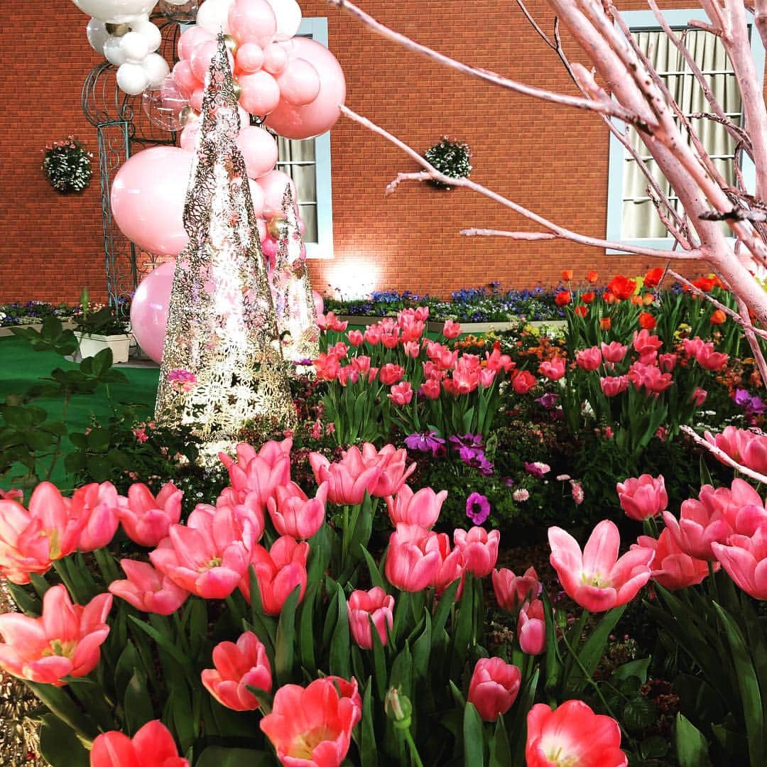 世界らん展日本大賞のインスタグラム：「世界らん展会場には一足早く春が🌷💐🌷💐 #世界らん展2019  #世界らん展  #写真好きな人と繋がりたい  #花のある風景  #花のある生活 #花 #花好き #flowers」