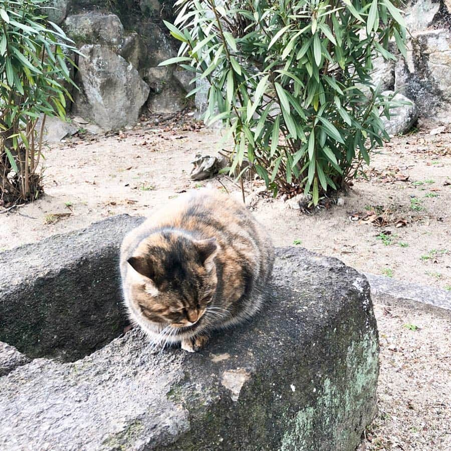 中山忍さんのインスタグラム写真 - (中山忍Instagram)「ニャー😻 おとな旅あるき旅✨ 尾道にてネコに癒される💕 広島・尾道〜呉 60分スペシャル！ 2019年2月23日(土)18:30〜 @gherardini_japan  #ゲラルディーニ #テレビ大阪 #おとな旅あるき旅」2月20日 10時48分 - _shinobu_nakayama_