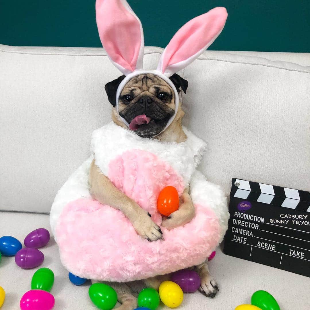 itsdougthepugさんのインスタグラム写真 - (itsdougthepugInstagram)「“Hey there hop stuff” - Doug #ad • Somebunny would make a cute @cadburyusa bunny, and it could be ur pet! U can enter ur pet to the #CadburyBunnyTryouts #Contest via the link in my bio. This was my entry and I can’t wait to see urs! No Purch. Nec. Ends 3/6/19. 18+ at time of entry, US/DC only」2月20日 23時57分 - itsdougthepug