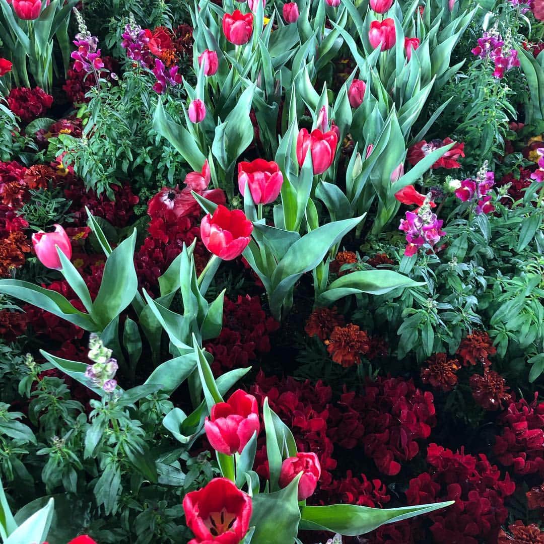 世界らん展日本大賞のインスタグラム：「まるで春のような赤のガーデン🌷🌷🌷 #世界らん展2019  #世界らん展  #写真好きな人と繋がりたい  #写真撮っている人と繋がりたい  #flowers  #tulips #花のある風景  #花のある生活  #red」