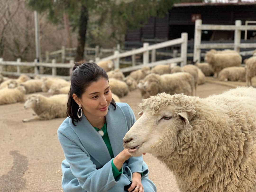 橋本マナミさんのインスタグラム写真 - (橋本マナミInstagram)「キャワワ🥰🥰🥰 #関西テレビ #マナビ旅 #神戸 #六甲山牧場 #羊 #可愛すぎ #放し飼い」2月20日 20時37分 - manami84808