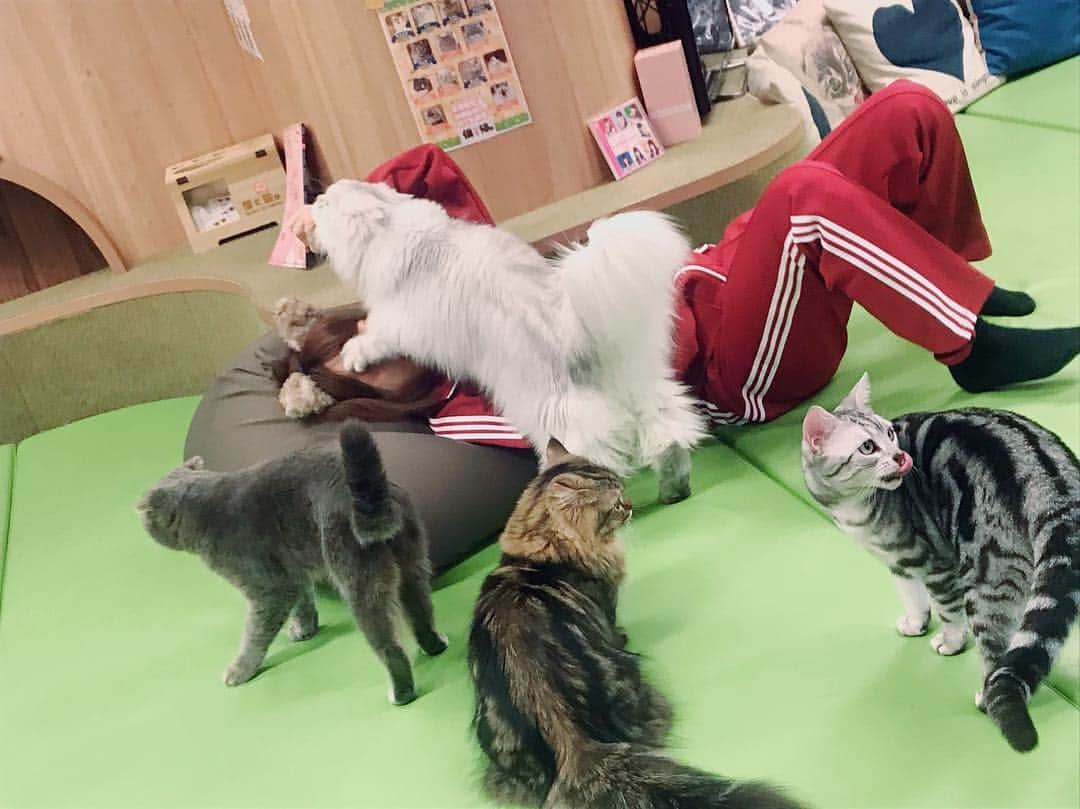 えなこさんのインスタグラム写真 - (えなこInstagram)「ネコチャンに顔を踏まれがち🐈🐈🐈」2月20日 21時21分 - enakorin