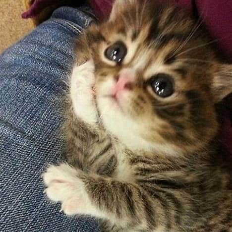 PETomorrowのインスタグラム：「猫「うん、うん。それで？」 #聞き上手すぎる猫　#猫　#猫好きさんとつながりたい 　#相槌　#Cats #catstagram」