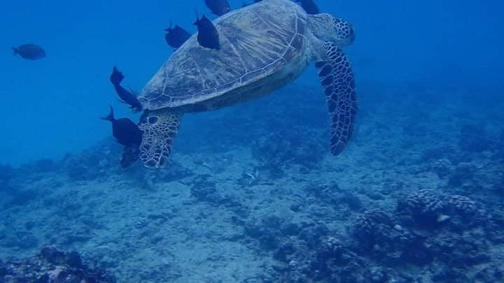 石田ニコルのインスタグラム