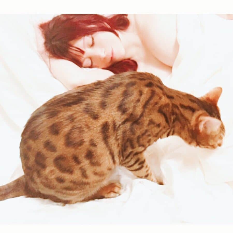 叶姉妹のインスタグラム：「さわりごこち💖…気持ちいい💋✨✨ ファビュラスな姉が溺愛しております ベンガルキャットの ファビュラス君の肉球… とても癒されますよ。☺️💖 さわりごこちが 言葉ではいいあらわせない すごく気持ちいいですよ。😚💖 2/22は猫の日ですね。😸💓 #ベンガルキャット #bengalcat #猫 #cat #猫の日 #ジョルノ #ジョジョの奇妙な冒険 #黄金の風 #amazing #heavenly #heaven #fabulous #叶姉妹 #heaven #happy #ファビュラス #angel #宇宙 #コミケ #叶 #癒し #マシュマロおっぱい #jojo #ジョジョ#peaceful #至福 #幸運 #天使 #女神 #愛するあなたへ」