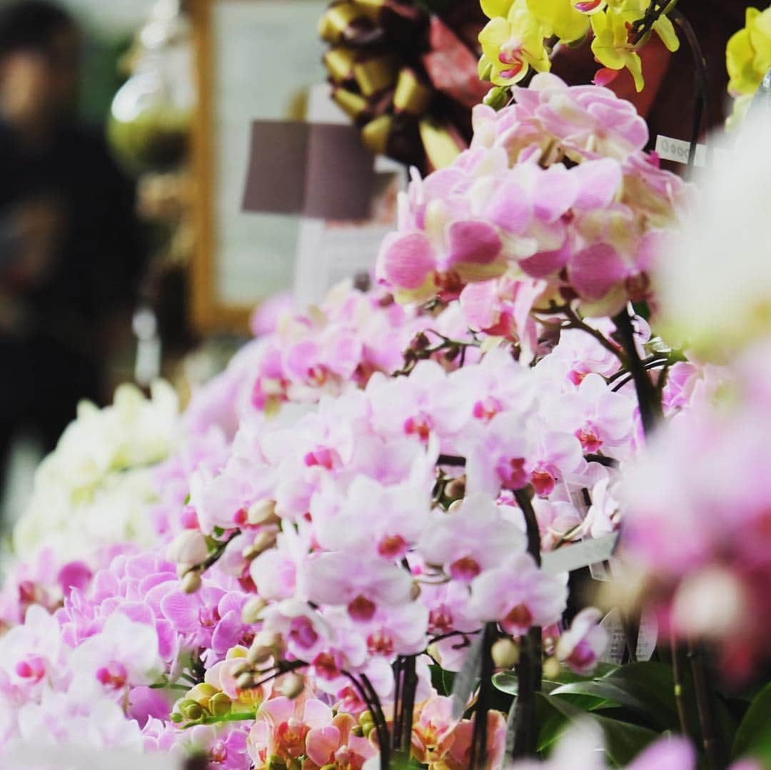 世界らん展日本大賞のインスタグラム：「世界らん展2019-花と緑の祭典-　開催7日目！残り2日🌸 ・ ・ 今日はマーケットのご紹介！！🍀 ・ 会場内には洋蘭・東洋蘭などのらんや、 素敵なマーケット会場が彩り豊かになっております。 活気あるマーケットの写真を一部公開。 今年からはバラやシクラメンなどのお花や、多肉植物やエアプランツなどの緑も販売しております💐 また、雑貨など花と緑の新しいマーケットが増えております。 ・ ・ 今回のらん展に合わせてオリジナルグッズを作成している、 会社もあります。 冠婚葬祭の贈り物よく見る水引を素敵にアレンジ。 春夏秋冬の花をテーマに贈り物にも最適！！ ・ 友人へのプレゼントや、自分へのご褒美、新しい趣味など、 素敵なマーケットでお買いものはいかがでしょう😊 ・ ・ #ボタニカルマーケット  #水引アクセサリー  #ボタニカルライフ  #世界らん展2019  #世界らん展  #蘭  #orchid  #orchids  #flowers  #花  #花のある暮らし #カメラ女子 #写真好きな人と繋がりたい  #写真を撮るのが好きな人と繋がりたい」