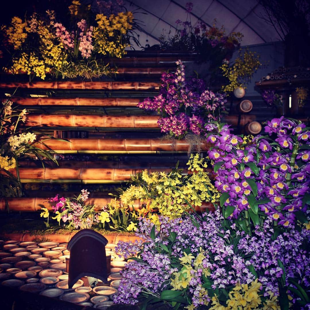 世界らん展日本大賞さんのインスタグラム写真 - (世界らん展日本大賞Instagram)「世界らん展2019-花と緑の祭典-　開催7日目😊 ・ ・ 本日でナイト営業最終日⭐️ ・ 18時になると会場が暗くなり、幻想的な雰囲気になります。 夜の時間はお花のカクテルがテイクアウト可能になります！ カクテルを持ちながら場内をお花見の世界らん展2019の楽しみ方の一つ🥂 ・ フラワーカフェバーで、おしゃれなカクテルを買って、 ライトアップされた場内を探検しよう！！ ・ ・ また、女性にうれしい特別企画も継続中！！ 18時からご入場の20歳以上の女性限定50名には、 カクテルの無料引換券をプレゼント。 世界らん展2019の最後の夜にぜひお越しください！！ ・ ・ #ボタニカルライフ  #ライトアップ  #世界らん展2019  #世界らん展  #蘭  #orchid  #orchids  #flowers  #花  #花のある暮らし #カメラ女子 #写真好きな人と繋がりたい  #写真を撮るのが好きな人と繋がりたい」2月21日 15時07分 - sekairanten