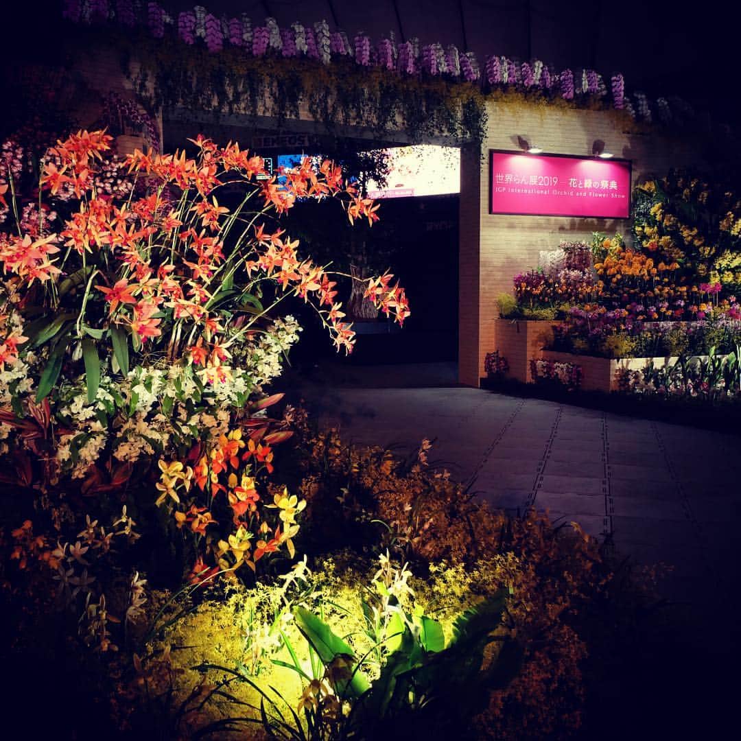 世界らん展日本大賞さんのインスタグラム写真 - (世界らん展日本大賞Instagram)「世界らん展2019-花と緑の祭典-　開催7日目😊 ・ ・ 本日でナイト営業最終日⭐️ ・ 18時になると会場が暗くなり、幻想的な雰囲気になります。 夜の時間はお花のカクテルがテイクアウト可能になります！ カクテルを持ちながら場内をお花見の世界らん展2019の楽しみ方の一つ🥂 ・ フラワーカフェバーで、おしゃれなカクテルを買って、 ライトアップされた場内を探検しよう！！ ・ ・ また、女性にうれしい特別企画も継続中！！ 18時からご入場の20歳以上の女性限定50名には、 カクテルの無料引換券をプレゼント。 世界らん展2019の最後の夜にぜひお越しください！！ ・ ・ #ボタニカルライフ  #ライトアップ  #世界らん展2019  #世界らん展  #蘭  #orchid  #orchids  #flowers  #花  #花のある暮らし #カメラ女子 #写真好きな人と繋がりたい  #写真を撮るのが好きな人と繋がりたい」2月21日 15時07分 - sekairanten