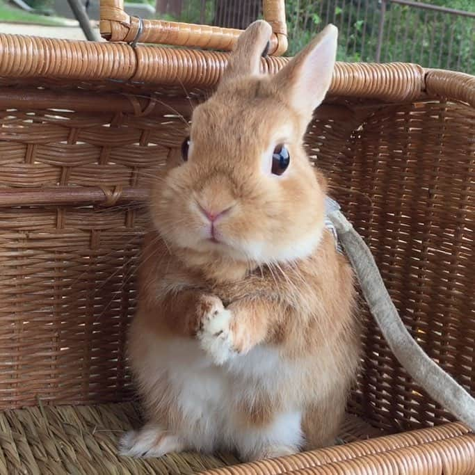 ?まるるのインスタグラム：「* * かわいい二頭身ちゃん❤️ 安定感ハンパない😆w * * 昨日は暖かかったので 近所の公園へ行って来ました😊 春が待ち遠しいな🌸 * * #うさぎ#ネザーランドドワーフ#ふわもこ部#rabbit#lapin#cutepetclub#WeeklyFluff #bunnystagram#rabbitstagram#instapet #20190221」