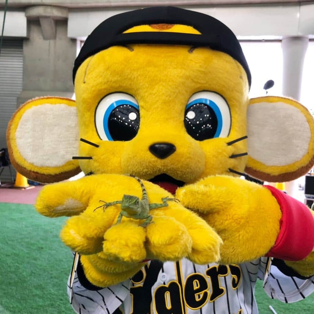 阪神タイガースさんのインスタグラム写真 阪神タイガースinstagram 今日の宜野座に小さなお客さまが来場 キー太が嬉しそうに見せてくれました キー太 手に乗せてるのは 小さなお客さま トカゲ 爬虫類嫌いの人は スワイプしないでね 阪神タイガース ちば