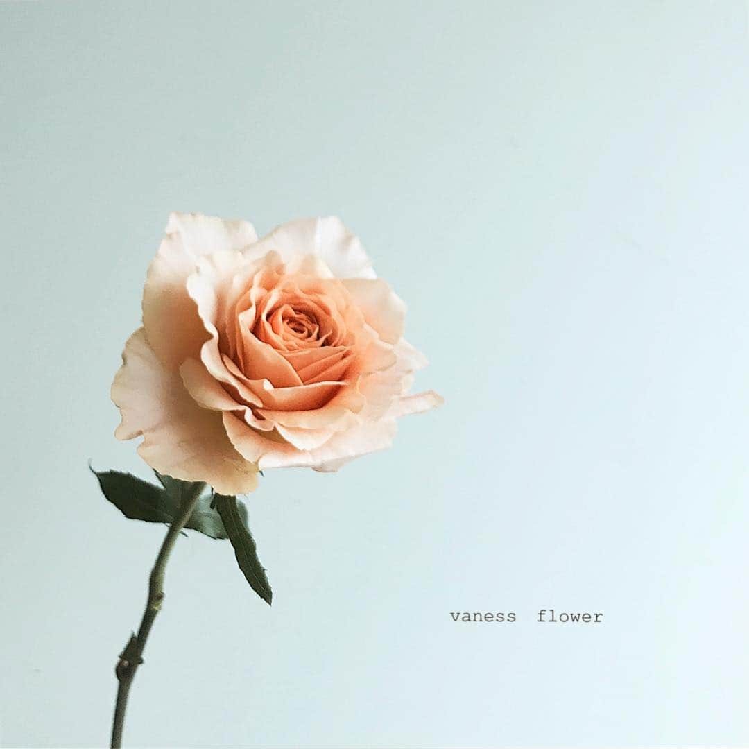 플로리스트 이주연 florist Lee Ju Yeonのインスタグラム