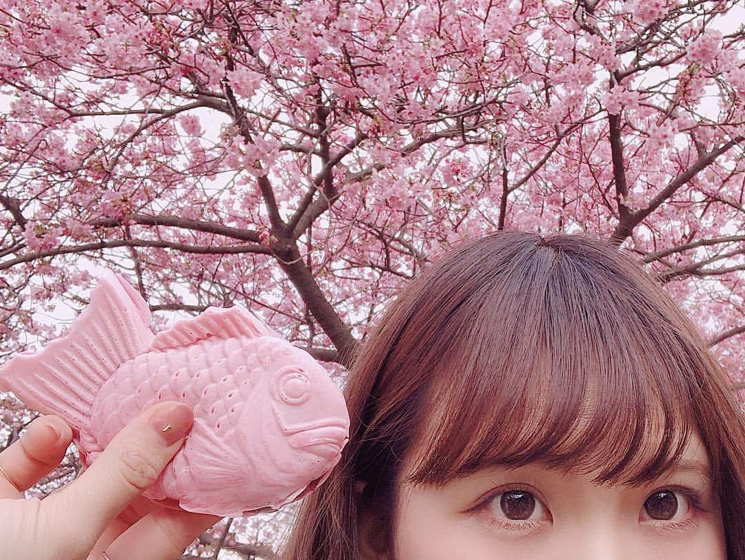 Yukaさんのインスタグラム写真 - (YukaInstagram)「(動画付き📹) 河津桜まつり * 🌸さくらたい焼き ¥200 * 河津桜まつりに来たら食べなきゃいけないピンク色のさくらたい焼き💕 桜で作ったやつあまり美味しいイメージしないけど さくらたい焼きの生地モッチモチで意外と美味しかった 中身はつぶあんだった！ 朝めっちゃ早く起きて10時に着いたから人そんなに多くなくてよかったー * 上週末突然決定衝一下河津櫻看櫻花 一大早五點起床準備，搭了快三小時的電車 不到十點就到了😂😂果然早點到人比較少 還能捕捉到這種攤子都沒人排隊的畫面 還拍了老闆在做鯛魚燒的影片 櫻花紅豆口味的鯛魚燒，超級粉嫩 是屬於Q彈的那種，剛拿到時每隻都熱呼呼的好開心！ * * 河津桜並木 〒413-0513 静岡県賀茂郡河津町浜７９−４ 河津桜まつり 2/10-3/10 * * #yukajapanfood#yukajapandaily#yukajapantravel#food#foodie#foodgram#sakura#sakurataiyaki#kawaduzakura#河津桜#河津駅#河津桜まつり#河津桜祭り#さくらサクラ#桜#さくらたい焼き#たい焼き#鯛焼き#南伊豆#春#おすすめ#インスタ映え#写真好きな人と繋がりたい」2月21日 19時44分 - loveyuka06