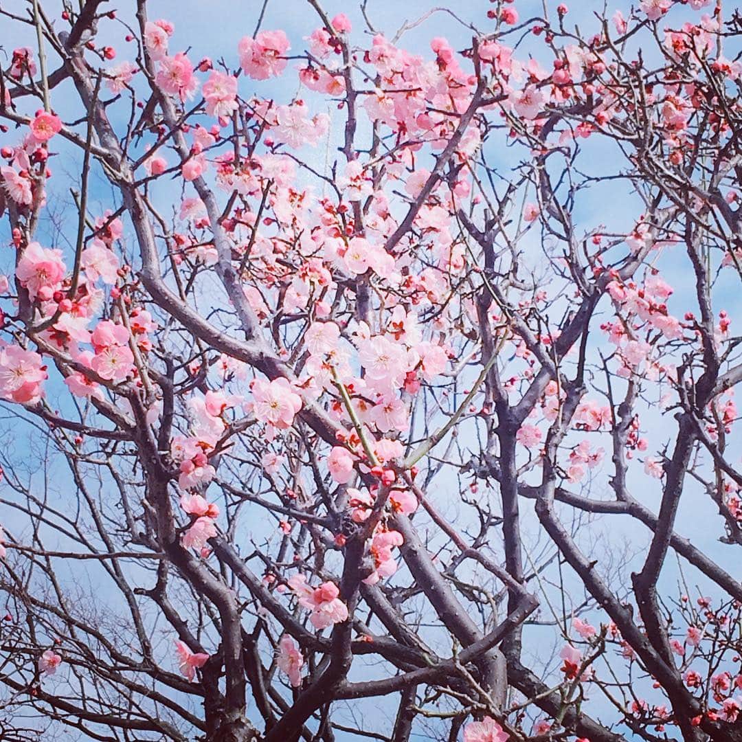 前野えまさんのインスタグラム写真 - (前野えまInstagram)「温かい日も少しずつ増えてきました。 公園の桜も開花し始めていて、春の訪れも近づいているみたいです🌸 大好きな苺パフェも春の象徴みたい🍓  #いちごパフェ  #パフェ  #苺  #桜  #春の訪れ  #春  #前野えま」2月21日 19時53分 - maeno_ema