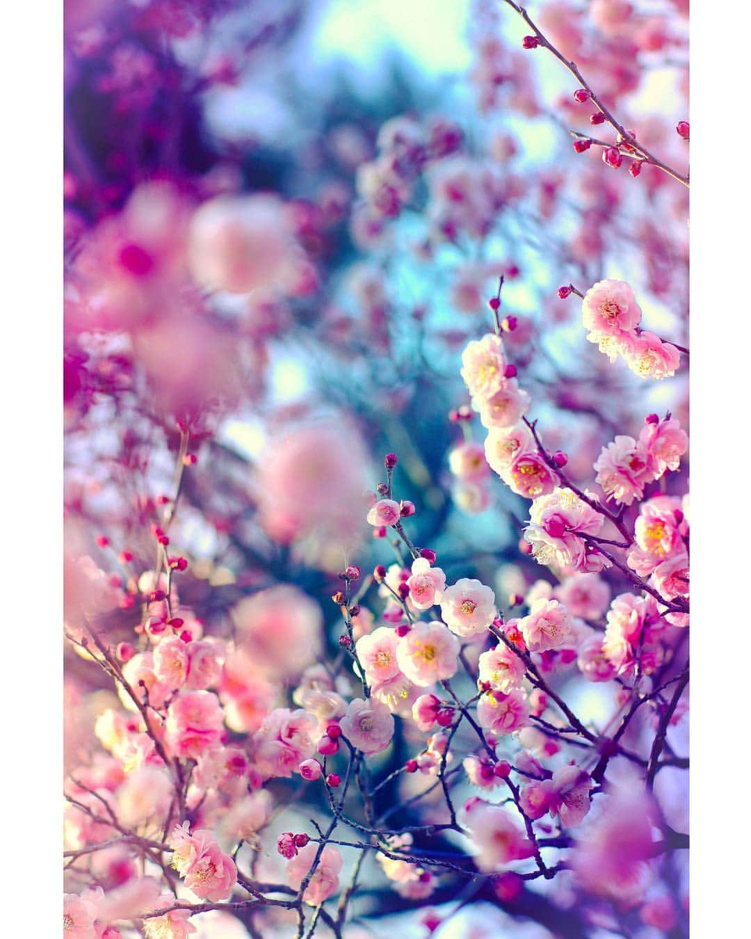 メグのん♡ A k i k oのインスタグラム：「♡What a beautiful spring in Japan . . 幼い蕾も、 優美な花弁も、 朽ちてゆく憂いも、 . 花の美しさは 一瞬一瞬が命懸けだ。 . 私たちが 心打たれるのはそこだ。 . . それを何に生かすのかについては、 . 私はまだちゃんと 言葉にできない。 今日、気付いた。 . . ♡」