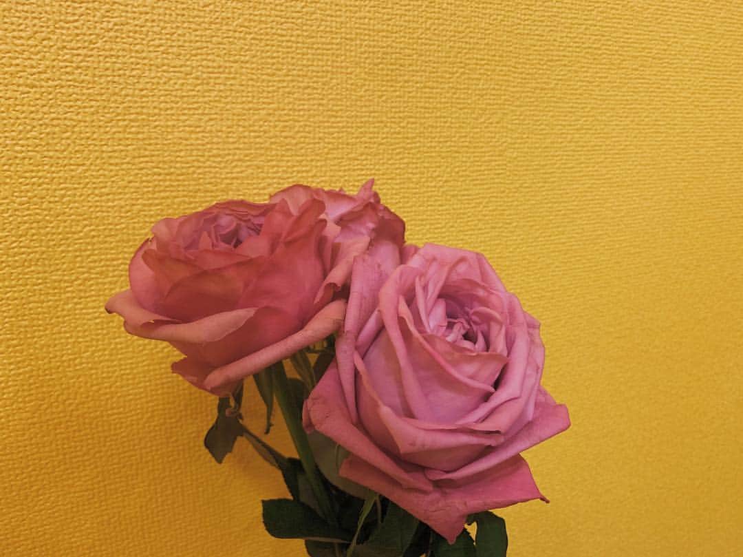 仲里依紗さんのインスタグラム写真 - (仲里依紗Instagram)「私がお部屋のお花が全部枯れてしまったからお花買いに行かなきゃねーって話していたのを息子が覚えてくれていて今日お花屋さんの前通ったら私にお花を選んでくれました🌹💓 . そしてしっかりキツネ🦊さんに支払いしてもらっていました💐笑 . . 母、嬉しいなぁ😭💓 .」2月22日 0時28分 - riisa1018naka