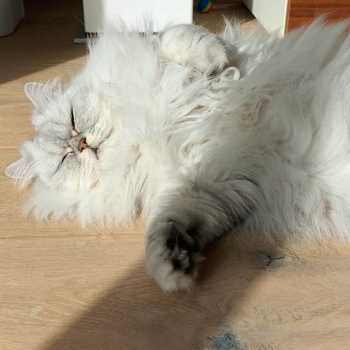 Milkshake the Catのインスタグラム：「The Shake in his natural habitat.」
