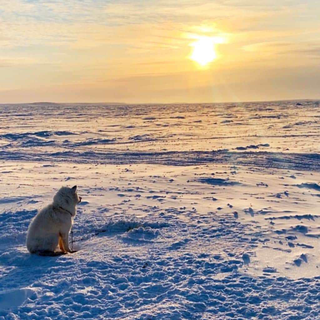ジョアニー・ロシェットのインスタグラム：「#puvirnituq #truenorthstrongandfree #nunavik」