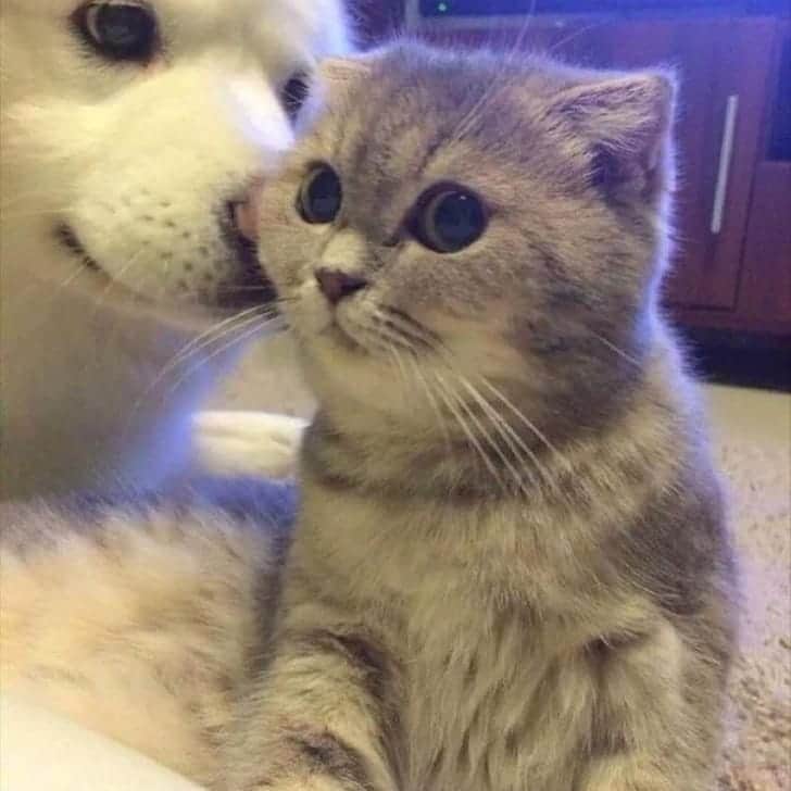 PETomorrowのインスタグラム：「犬「今日は猫の日らしい」 猫「知ってるわ」  #今年も猫の日がやってきた　#猫の日　#猫　#猫好きさんとつながりたい #Cats #catstagram #petomorrow」