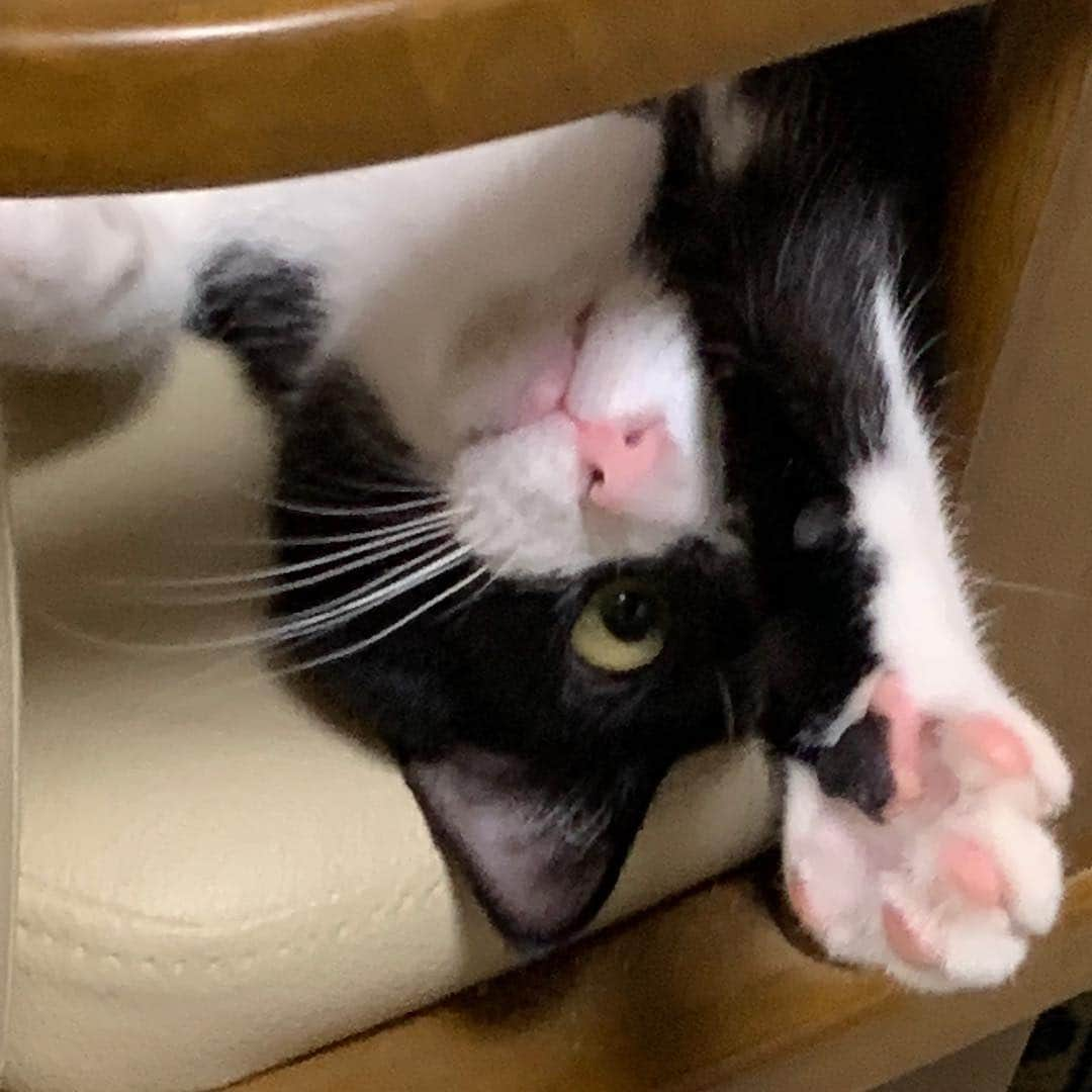 小瀬田麻由さんのインスタグラム写真 - (小瀬田麻由Instagram)「＊ #猫の日 #シャルル  #❤️」2月22日 22時37分 - kosetamayu