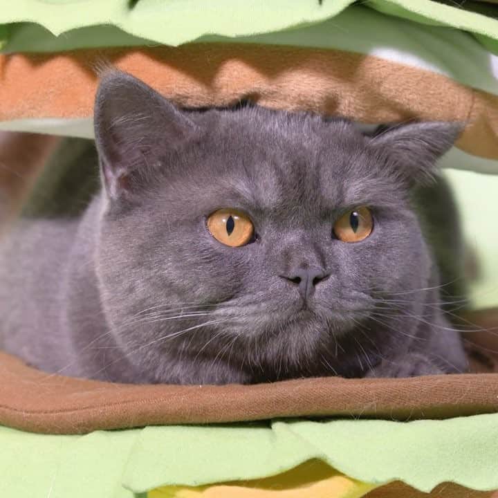 日本マクドナルド公式アカウントです。のインスタグラム：「きょうは #猫の日 🐈🐾 マクドナルドも世界に1つだけの #ニャッピーセット を作ってみました。 4つめは『ニャンコバーガー』🍔 #実際には販売しておりません  #ねこ #にゃんすたぐらむ」