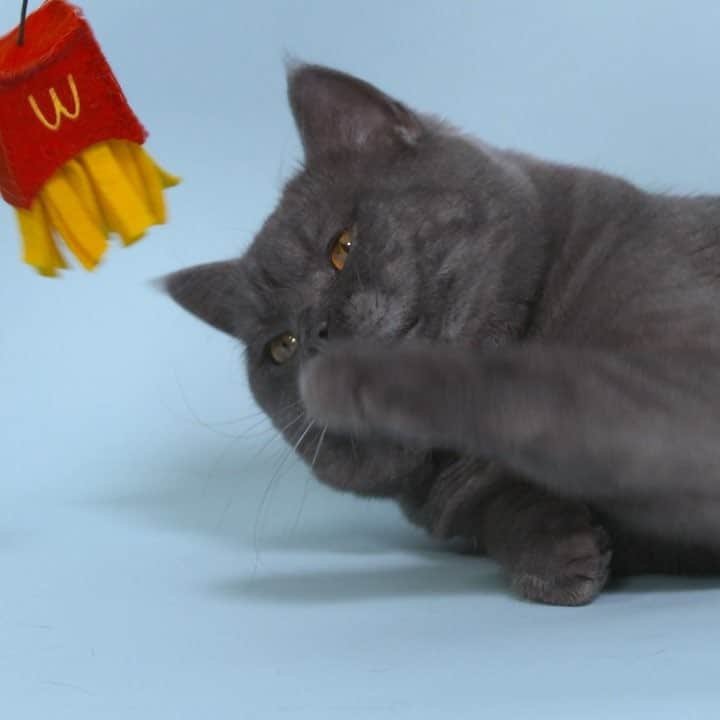 日本マクドナルド公式アカウントです。のインスタグラム：「きょうは #猫の日 🐈🐾 マクドナルドも世界に1つだけの #ニャッピーセット を作ってみました。 1つめは『ポテじゃらし』🍟❗️ #実際には販売しておりません  #ねこ #にゃんすたぐらむ」